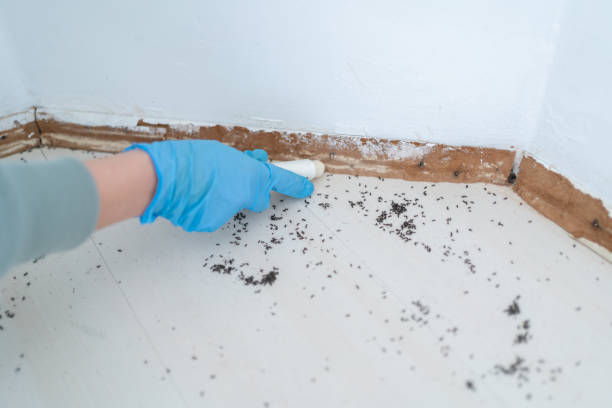 Best Insect Control  in Hamlin, TX